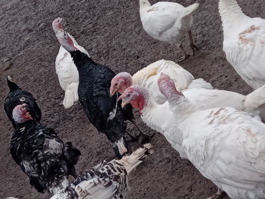 Vand curcanii 3 bucati