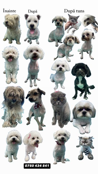 Tund câini și pisici la domiciliu