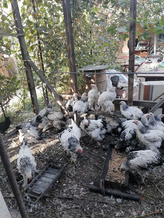 Петухи светлое брама