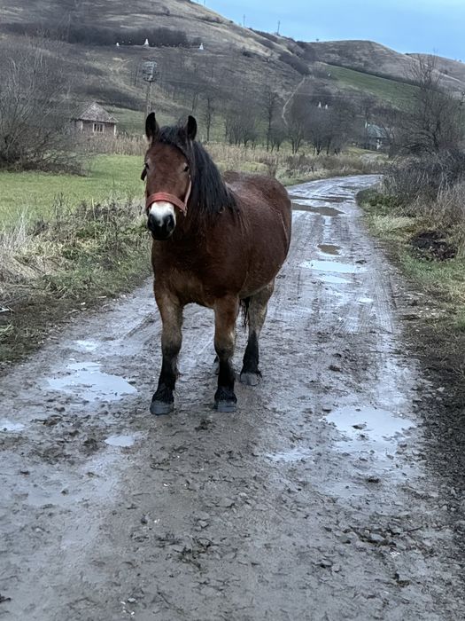 Vand manza de un 1 an si 8 luni