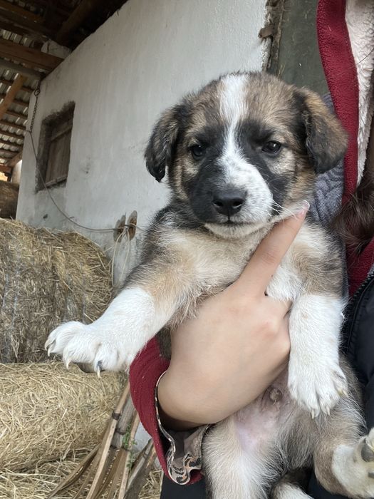 Donez catei de curte