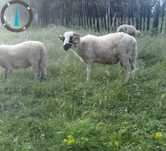 Vânzare. Vând berbec prima montare (mior). Preț 1500 lei.
