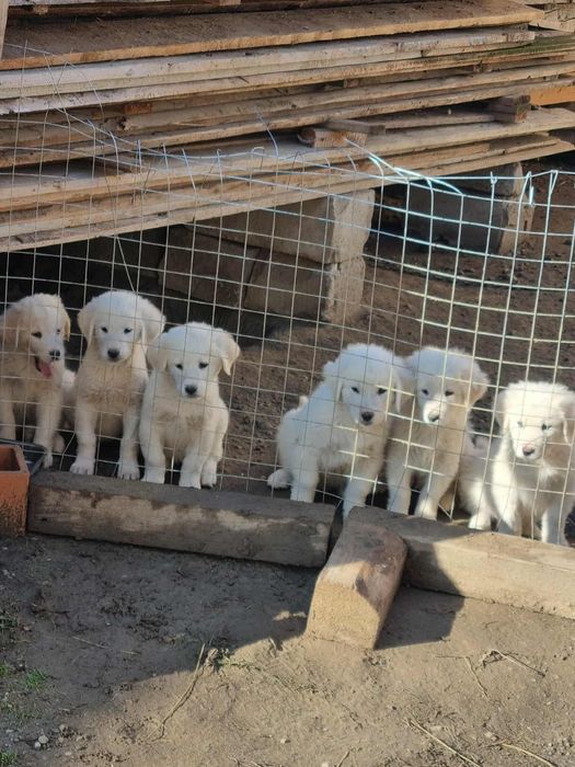 Donez 4 cățeluși in varsta de 3 luni