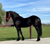 Iapa Friesian tineret Frizian