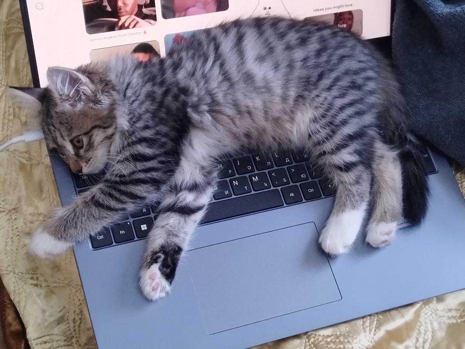 Котенок 3 месяца, девочка. Отдам ответственным людям