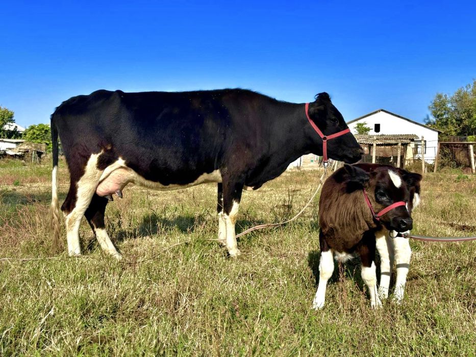 Голштинская парода