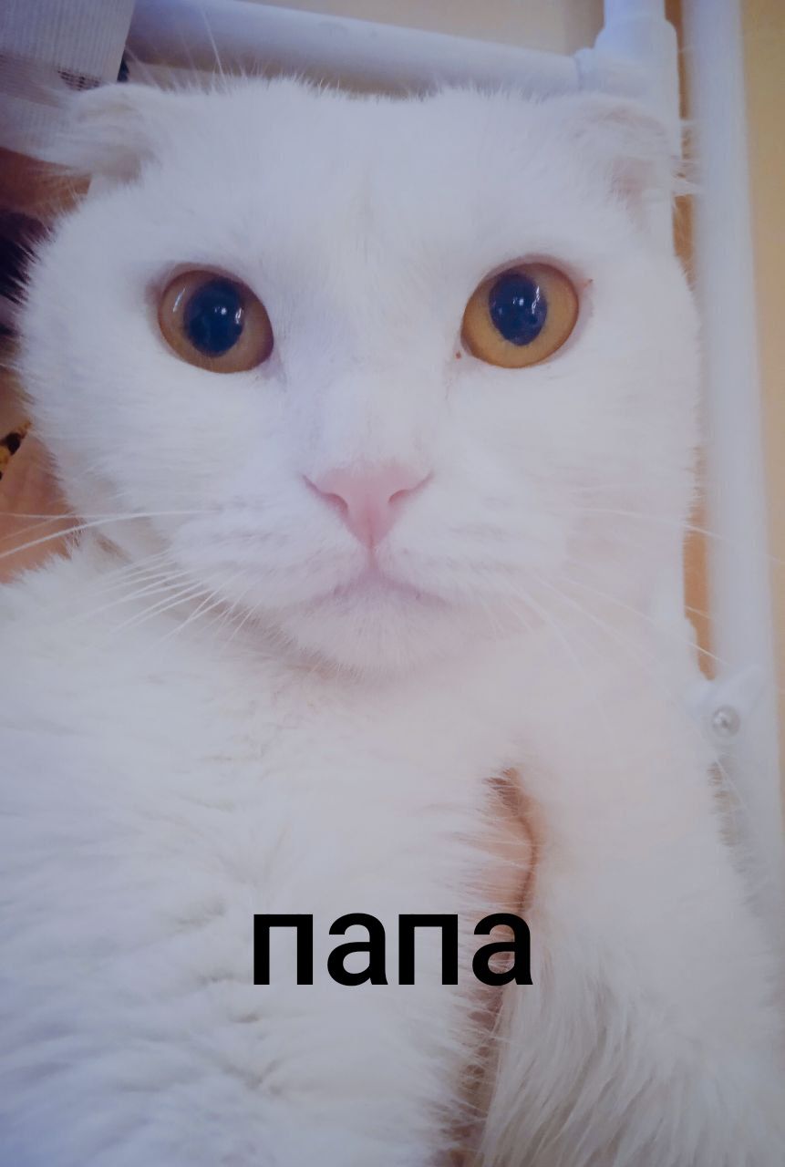 Молодой кот ищет себе жену