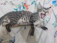 Красивый породистый кошечка котенок кот кошка серый полосатый