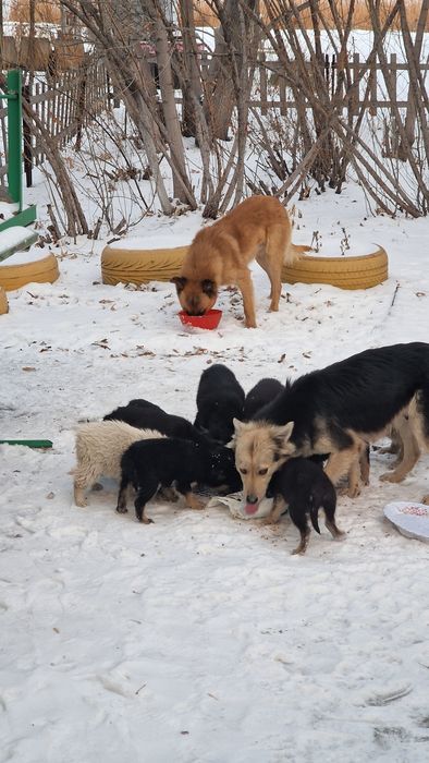 Щенки  собаки  будут среднего роста