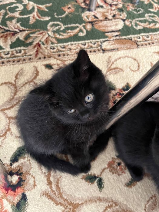 Скотиш страйт/фолд