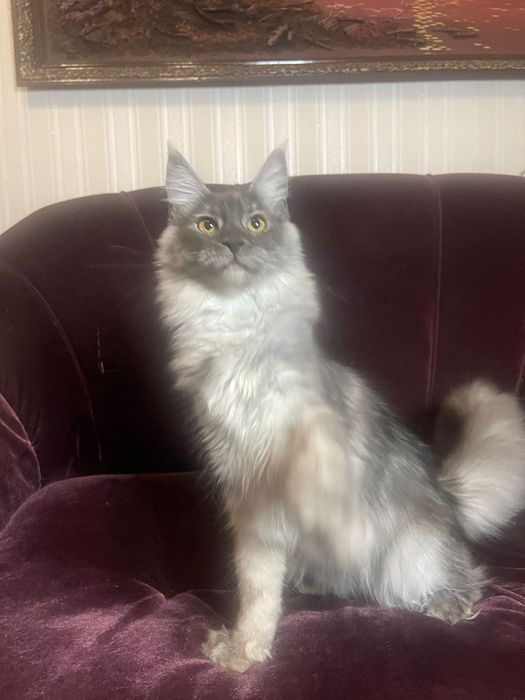 Maine Coon cu părinții campion