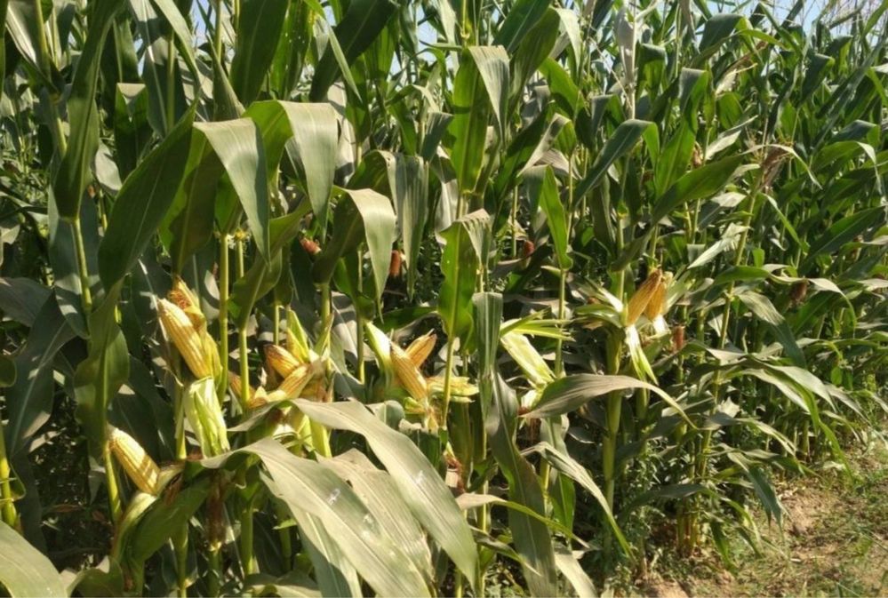Silos DONLIK GIBRIT 18 000 som OPTOM