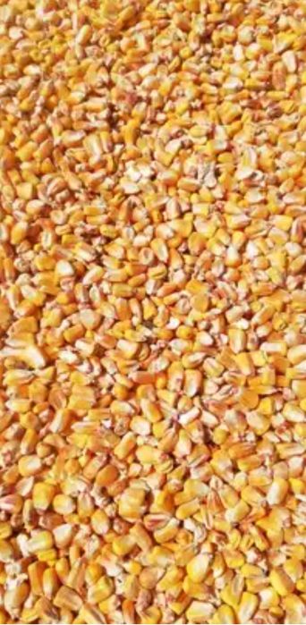 Vând grăunțe porumb 2023