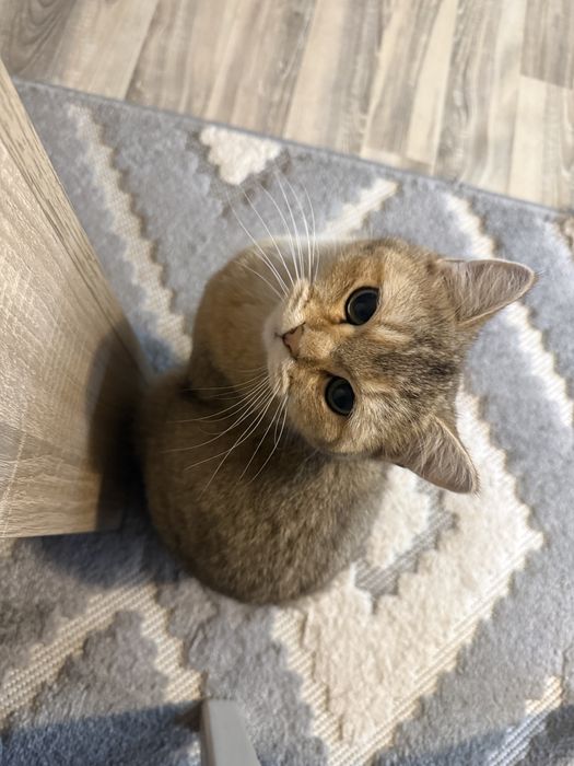 продавам британска чинчила