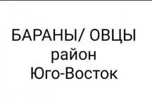 Бараны Овцы Юго восток Токты