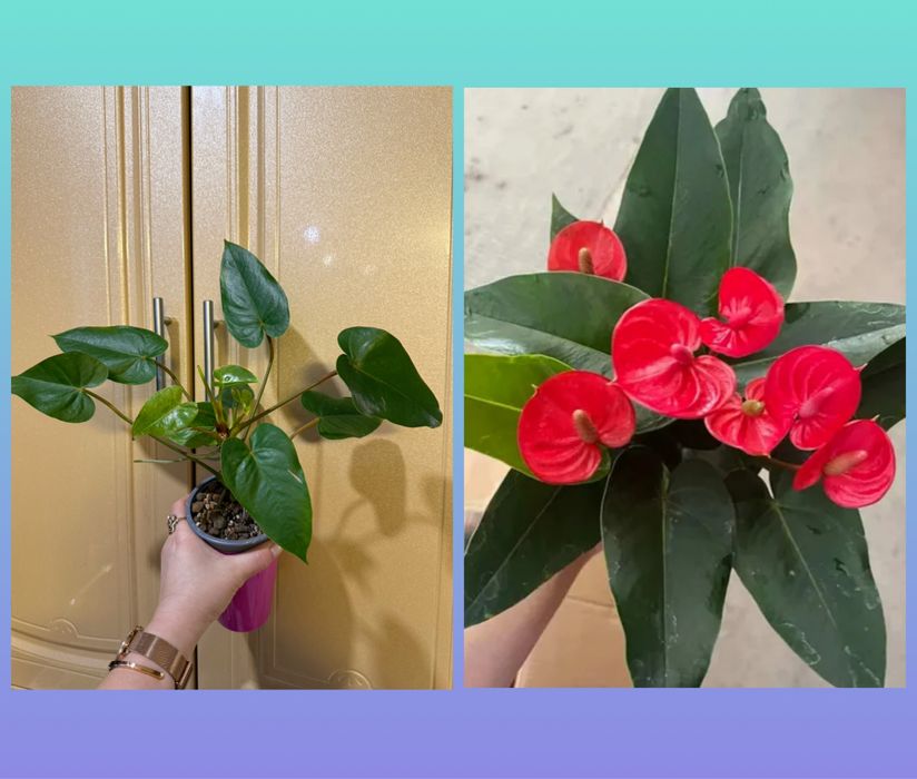 Антуриум Сяо Цзяо