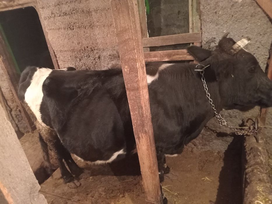 Продам дойную  корову