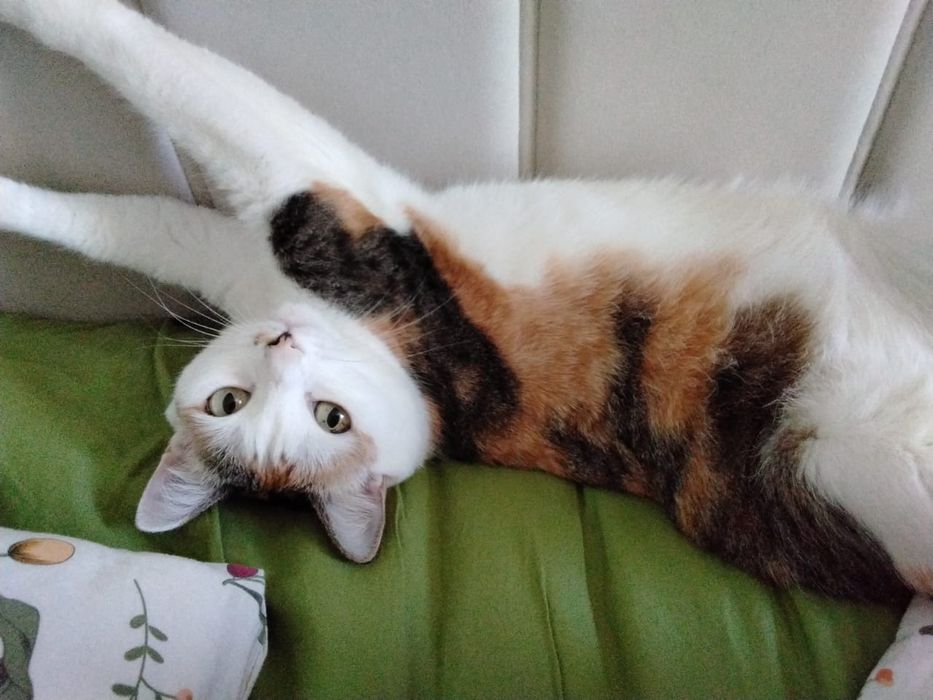 Отдам кошечку в хорошую семью.