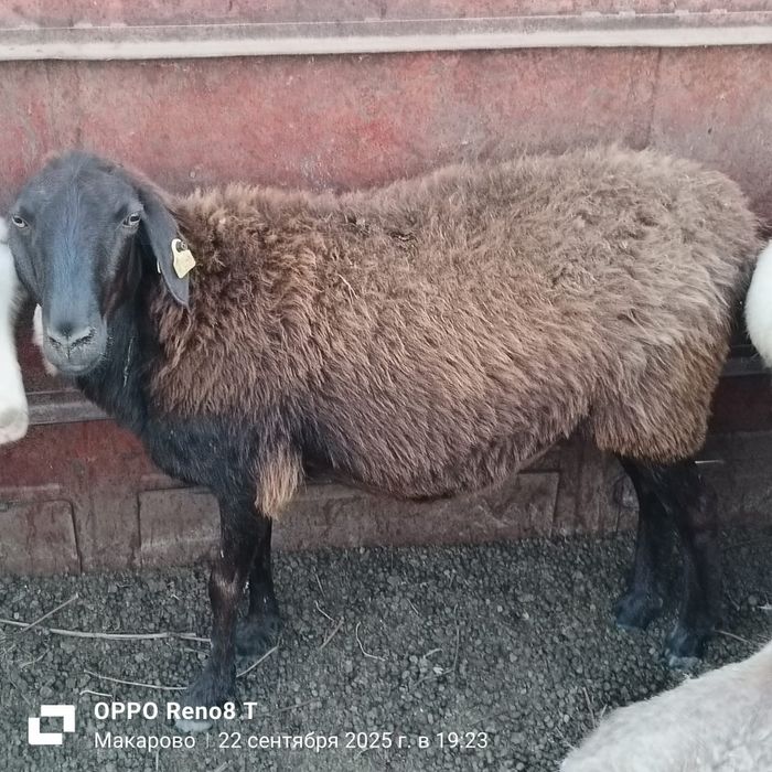 Кой, Қой сатылады / Овцы на продажу (РТС Достық ауылы)