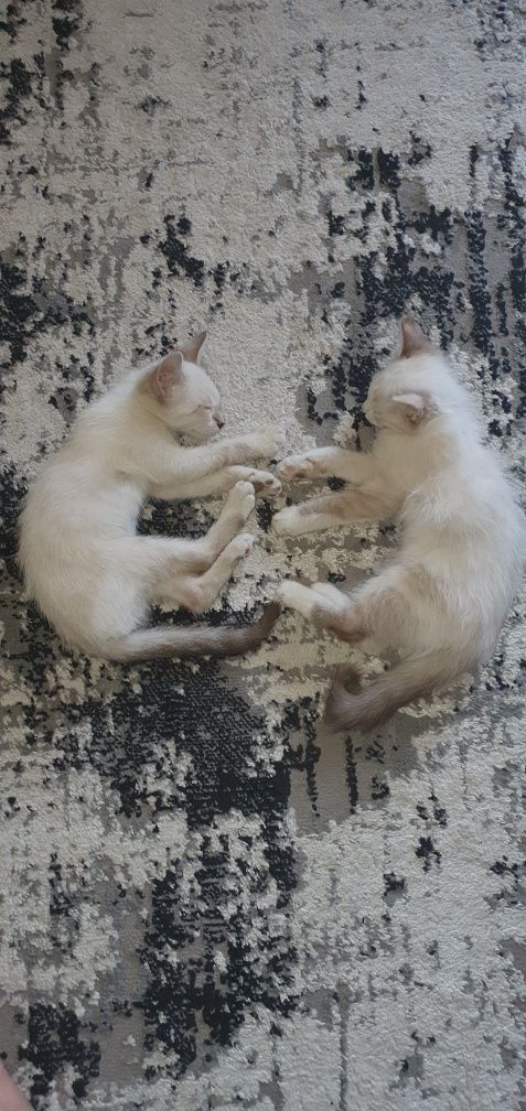Mushuk bolalari sotiladi
