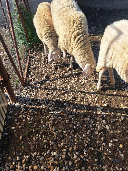 De vanzare animale .