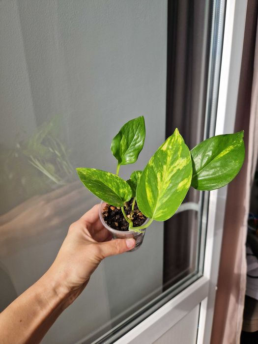 Сциндапусы по 800 тг