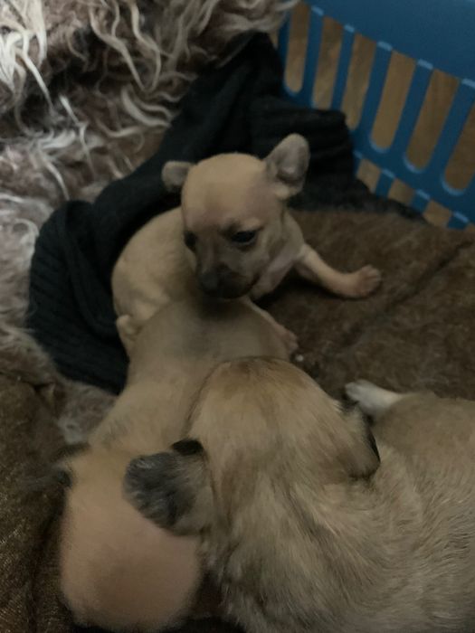 Пясъчни Мини Пинчери