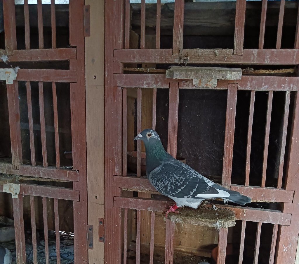 Vând urgent lot de 50 porumbei voiajori