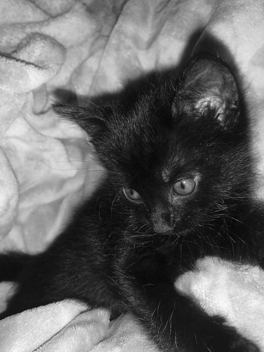 Нужен дом!!! срочно