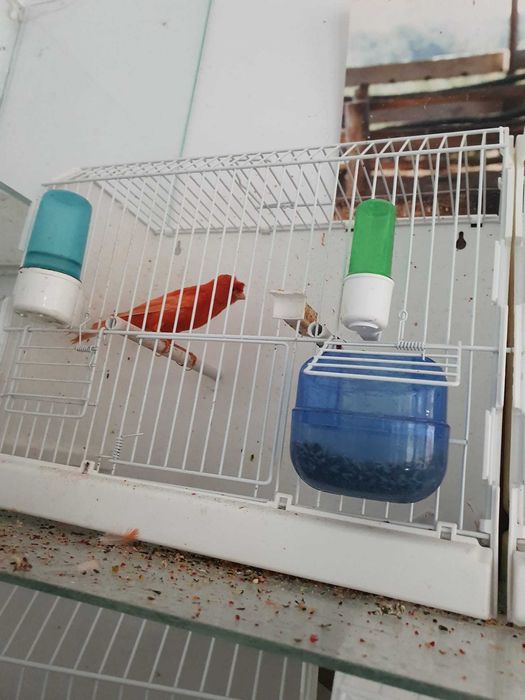 Canari Rosi , Hibrizi de sticlete de petrusel de vanzare