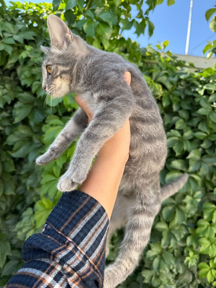 Отдам котёнка в добрые руки!