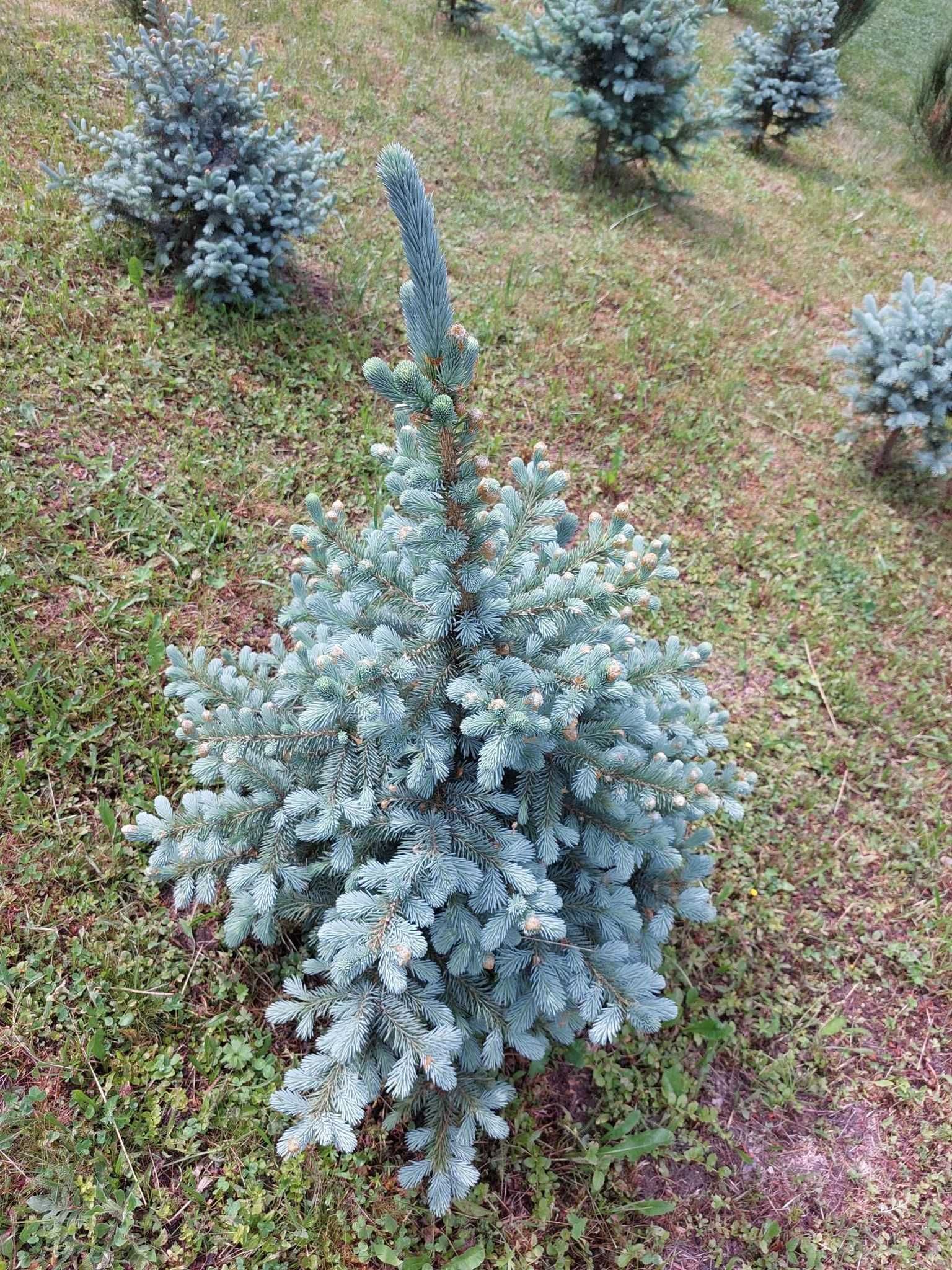 Pachet 50 bucati puieti molid albastru-Picea pungens Glauca Super Blue