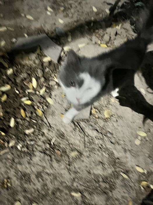 Chiroyli aqlli qiz bola mushuk hadyaga beriladi