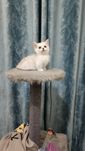 Продаётся котёнок породы мальчики