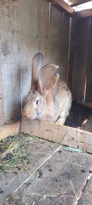 Iepuri belgieni baiețel are 5 luni