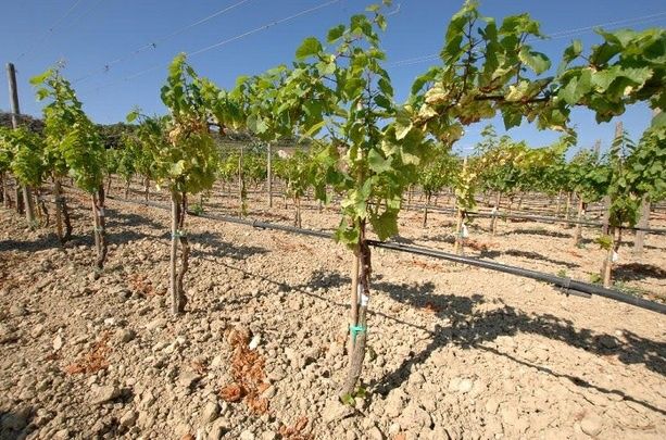 Vita altoita de la producători