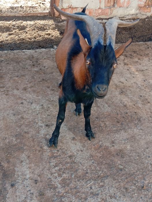Vând sau schimb cu tractor/auto/duba