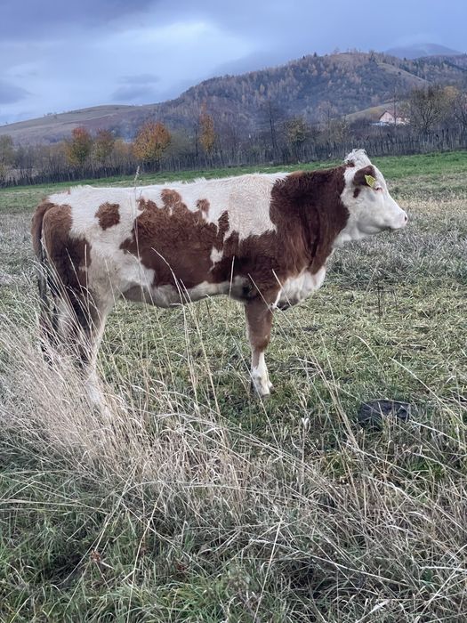 Vand junincă bălțată româneasca