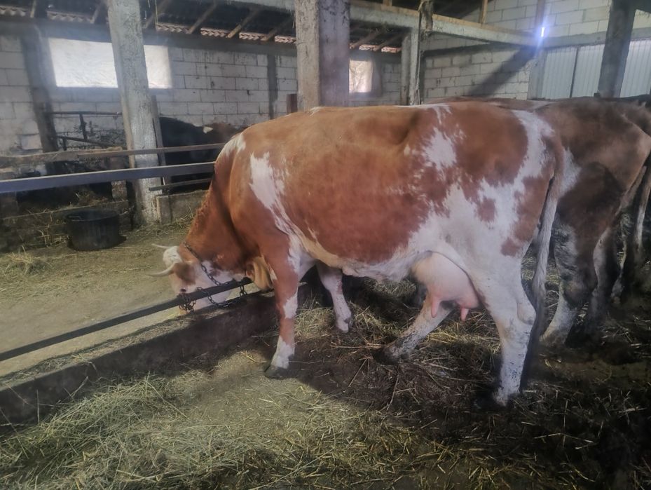 Vând vaca de 4 ani cu lapte