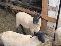 Vand berbecut Suffolk