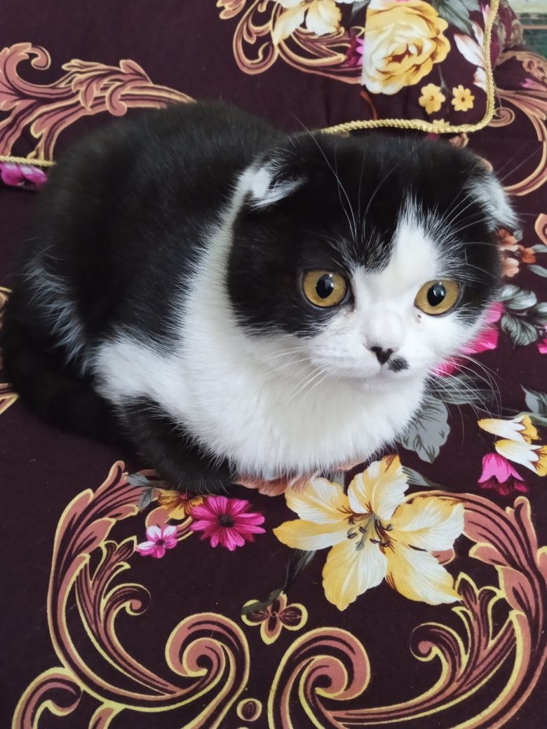 Пародисты кошка скотишфолд