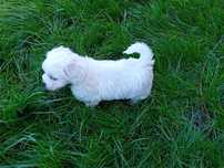 Bichon maltez toy