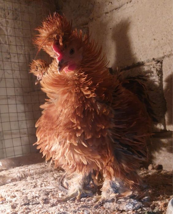 Продам карликовых курей