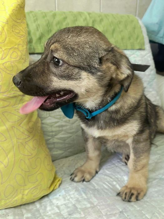 Подарява се бебе Лео