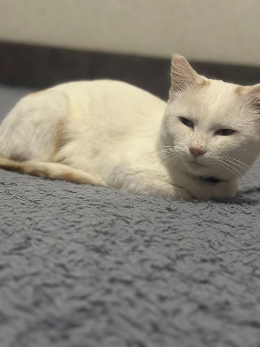 Отдам кота в хорошие руки