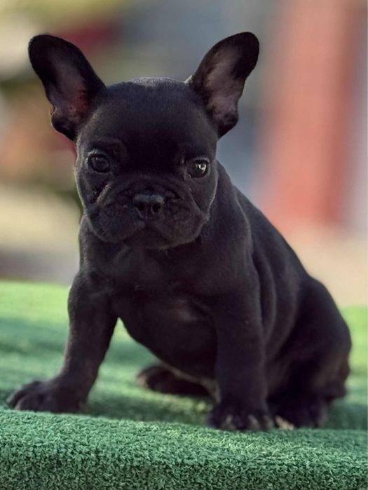 Френски булдог / Frenchie