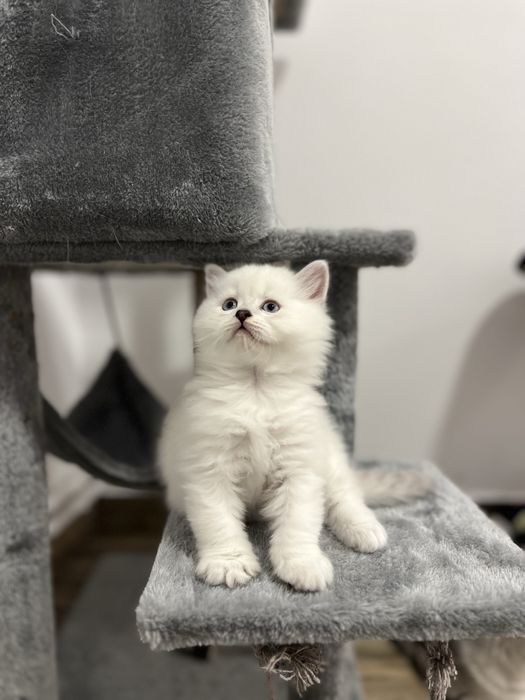 Pisicuțe de 6 săptămâni – jucăușe și foarte dragute