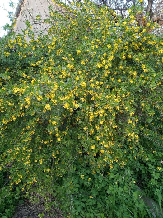 Саженцы сморжовника