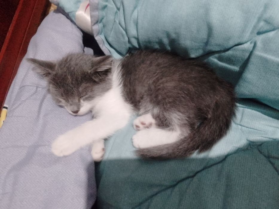 Кошечки маленькие