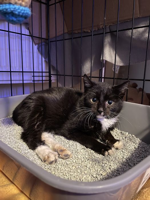 ofer spre adoptie 3 motanii